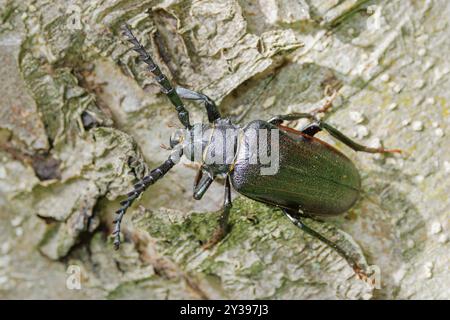 Prionus Longhorn Käfer, Großbritisches Longhorn, der Gerber, der säger (Prionus coriarius), männlich, Deutschland, Bayern, Isental Stockfoto