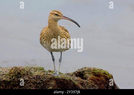 Wimbrel (Numenius phaeopus), am felsigen Ufer, Azoren, Sao Miguel, Vila Franca do Campo Stockfoto