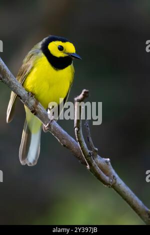 Kapuzenmütze (Setophaga citrina, Wilsonia citrina), erwachsener Mann auf einem Zweig, USA Stockfoto