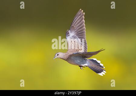 Turtle Taube, Eurasische Turtle Taube (Streptopelia turtur), Jungtiere im Flug, Italien, Toskana Stockfoto