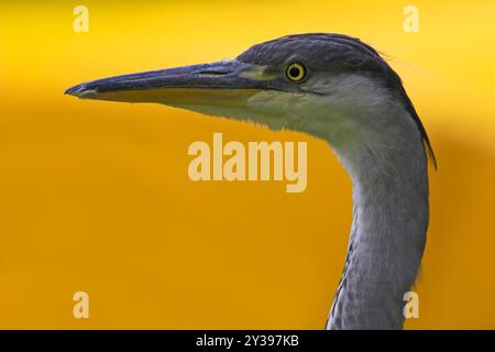 Graureiher (Ardea cinerea), Porträt bei Sonnenaufgang, Ungarn, Bacs-Kiskun Stockfoto
