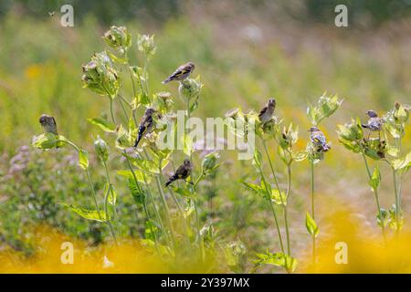 Eurasischer Goldfink (Carduelis carduelis), Jungvogel bei Kohldistel, Deutschland, Bayern, Erdinger Moos Stockfoto