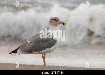 Gelbbeinmöwe (Larus michahellis, Larus michahellis atlantis), Erwachsener am Strand, Azoren, Sao Miguel, Lagoa Stockfoto