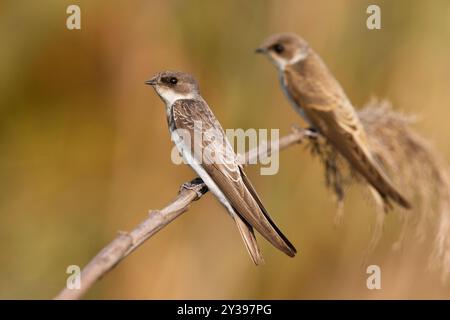 Sand martin (Riparia riparia), zwo Martins zusammen auf Schilf, Italien, Toskana Stockfoto