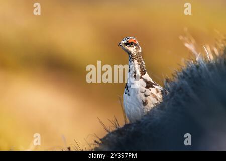 Isländisches Schneehähnchen (Lagopus muta islandorum, Lagopus mutus islandorum), eine endemische Unterart Islands. , Island Stockfoto