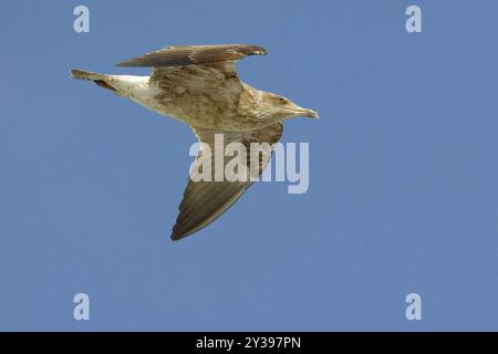 Gelbbeinmöwe (Larus michahellis, Larus michahellis atlantis), Jungvögel im Flug, Azoren, Sao Miguel, Ribeira Grande Stockfoto