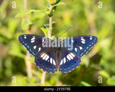 Lila Kaiser (Apatura Iris), Draufsicht, Griechenland, Lesbos Stockfoto
