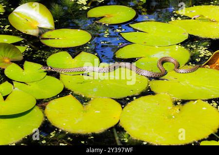 Grasschlange (Natrix natrix), Jagdfrösche auf Seerosenblättern, Deutschland, Bayern, Isental Stockfoto