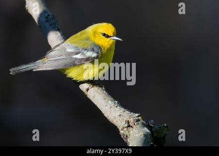 Blaugeflügelter Grasfänger (Vermivora cyanoptera), erwachsener Rüde auf einem Zweig, USA Stockfoto