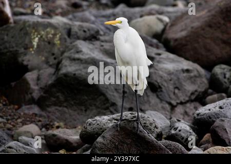 Großer Reiher, großer Weißreiher (Egretta alba, Casmerodius albus, Ardea alba), sitzt auf einem Felsen am Fluss, Azoren, Sao Miguel Stockfoto