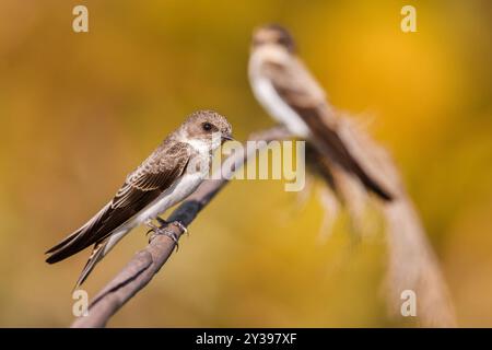 Sand martin (Riparia riparia), zwei Martins, Italien, Toskana Stockfoto