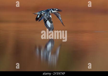 rotvogel (Ceryle rudis), im Flug über das Wasser, Gambia, South Bank, Marakissa River Stockfoto