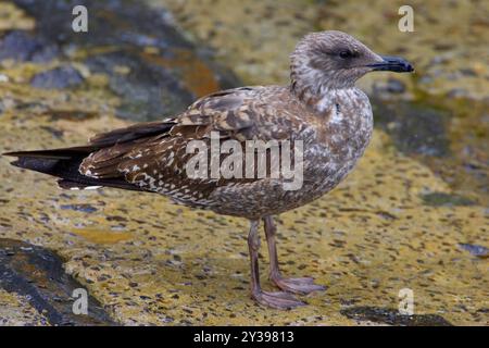 Gelbbeinmöwe (Larus michahellis, Larus michahellis atlantis), Jungtiere an der Küste, Azoren, Sao Miguel, Ribeira Quente Stockfoto