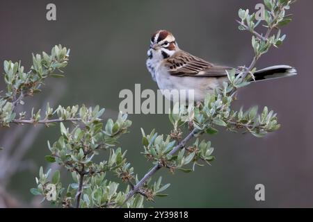 Lerkensperling (Chondestes grammacus), erwachsener Mann auf einem Busch, USA Stockfoto