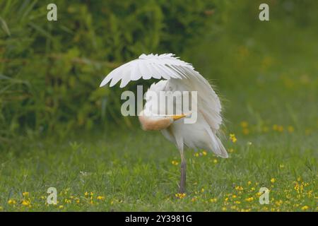 Rinderreiher, Buffreiher (Ardeola ibis, Bubulcus ibis), stehend auf einer Wiese und auf einer Wiese, Italien, Toskana, Florenz Stockfoto