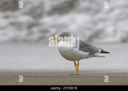 Gelbbeinmöwe (Larus michahellis, Larus michahellis atlantis), Erwachsener am Strand, Azoren, Sao Miguel, Lagoa Stockfoto