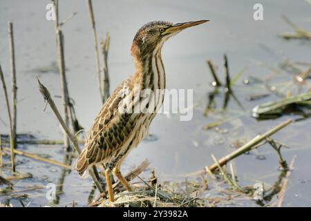 Kleine Bitterkeit (Ixobrychus minutus), Jungpflanze am Wasser, Italien, Toskana Stockfoto