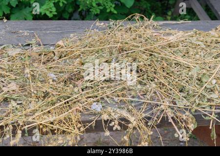 Trockenes Gras trocknet auf einer Holzoberfläche. Wildes Gras. Trockene Blume im Hof des Hauses. Herbstdekor und Einrichtung im Bauernhaus. Getrocknete natürliche Blüten. Stockfoto