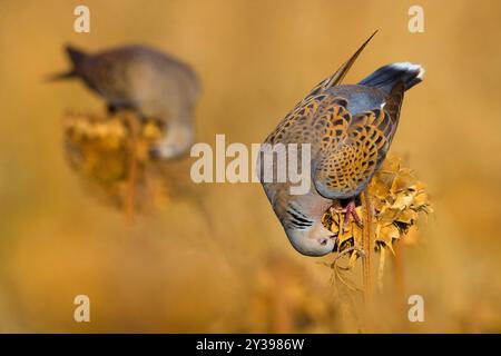 Schildkrötentaube, Eurasische Schildkrötentaube (Streptopelia turtur), zwei Tauben sitzen auf Sonnenblumen und essen die Samen, Italien, Toskana Stockfoto