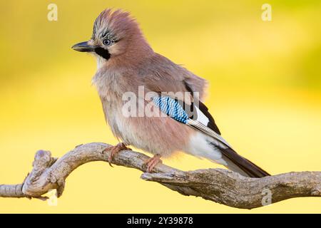 jay (Garrulus glandarius), sitzt auf einem Zweig, Slowenien Stockfoto