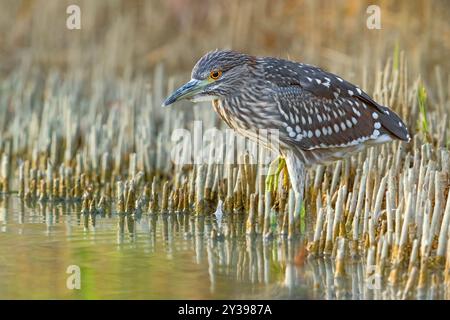 Schwarzgekrönter Nachtreiher (Nycticorax nycticorax), Jungtier am Ufer, Italien, Toskana Stockfoto