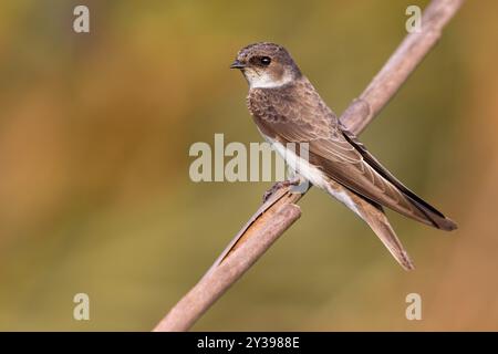 Sand martin (Riparia riparia), auf Schilf sitzend, Italien, Toskana Stockfoto