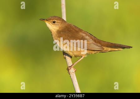 savi's Grumbler (Locustella luscinioides), auf einem Schilfstamm, Seitenansicht, Italien, Toskana, Vecchiano; Pisa Stockfoto