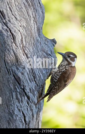 Arizonasspecht (Leuconotopicus arizonae, Picoides arizonae), sitzt an einem Baumstamm, USA Stockfoto