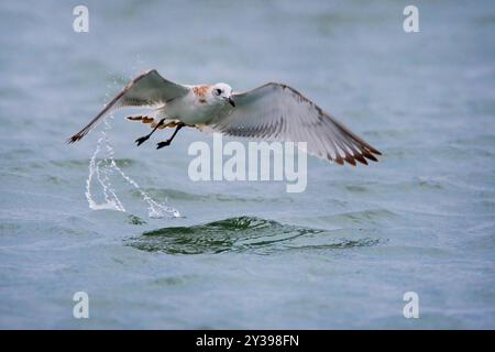 mittelmeermöwe (Ichthyaetus melanocephalus, Larus melanocephalus), Jungtiere aus dem Meer, Italien, Toskana Stockfoto