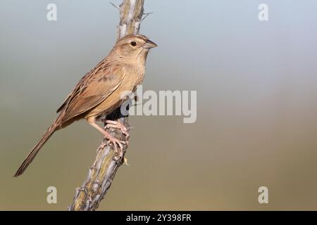 Botteri's Spatrow, Arizona Spatrow, Arizona Summer finch (Aimophila botterii, Peucaea botterii), sitzt auf einem Zweig, USA Stockfoto