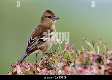 Azoren-Kaffinch (Fringilla coelebs moreletti, Fringilla moreletti), Weibchen sitzend auf einer Pflanze, Azoren, Sao Miguel Stockfoto