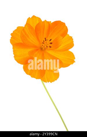 Eine Nahaufnahme der hellorangefarbenen Blume der Marigold, isoliert auf weißem Hintergrund Stockfoto