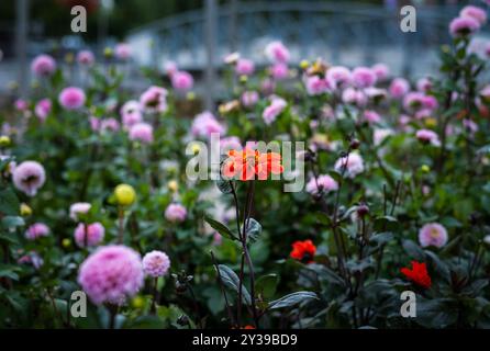 Eine atemberaubende Gartenszene mit einer hellroten Dahlien, die sich im Gegensatz zu einem Hintergrund mit sanften rosa Dahlien abhebt, die eine schöne Mischung aus c ergeben Stockfoto