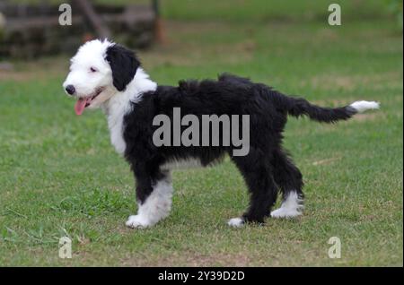 Schäferhund steht draußen auf dem Gras, wenn der Rasen im Schatten steht. Stockfoto