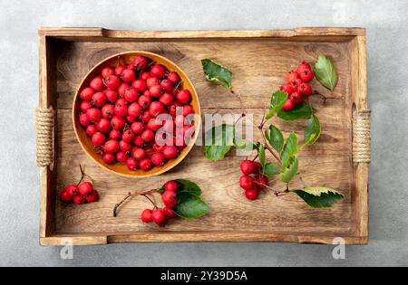 Flache Ansicht des frischen Crataegus curvisepala, Crataegus monogyna, Crataegus rhipidophylla, bekannt als gewöhnlicher Weißdorn oder einsaatiger Weißdorn frischer ber Stockfoto