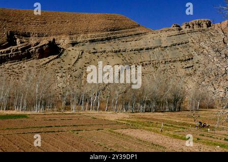 Die Dades-Schlucht wird von einem gewundenen Asphaltstreifen durchzogen, der von den Einheimischen als „Straße der Tausend Kasbahs“ bezeichnet wird. Stockfoto