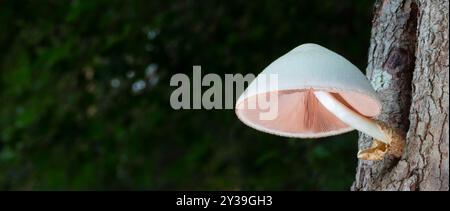 Platz für Text neben einem rosa-weißen Pilz hoch über dem Boden, der aus einem Loch in einem Hartholzbaum mit dem Wald dahinter wächst. Stockfoto