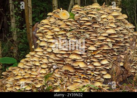 Gruppe von kleinen Schwefelbüscheln (Hypholoma fasciculare) Pilzen, giftigen Toadstoolen, die auf einem Baumstumpf wachsen, eine Schnecke, die die Pilze frisst Stockfoto