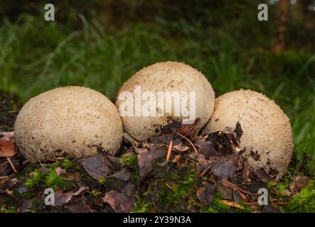 Drei gewöhnliche Erdbälle in Folge, die zwischen gefallenen Blättern und Moos wachsen Stockfoto