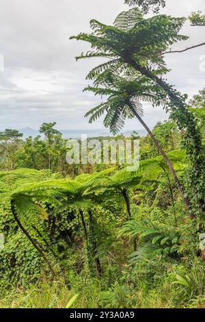 Hervorragende Aussicht vom Mount Alexandra Lookout in Queensland, Australien. Es liegt im Daintree Rainforest. Stockfoto