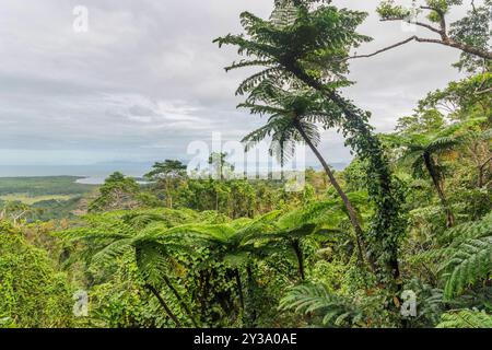 Hervorragende Aussicht vom Mount Alexandra Lookout in Queensland, Australien. Es liegt im Daintree Rainforest. Stockfoto