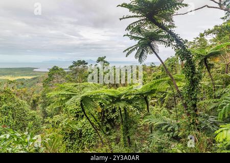 Hervorragende Aussicht vom Mount Alexandra Lookout in Queensland, Australien. Es liegt im Daintree Rainforest. Stockfoto