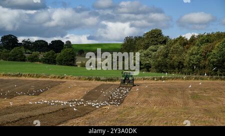 Arbeiten mit grünem Traktor, Vorbereitung von Land (Landwirt in der Kabine, Bodenbearbeitung, Bodenbewirtschaftung, Möwen fliegen nach Fütterung) – North Yorkshire, England, Großbritannien. Stockfoto