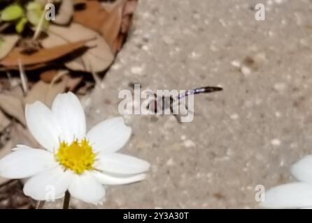 Östliche Bandflügelfliege (Hypocritanus fascipennis) Insecta Stockfoto