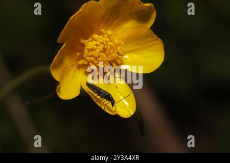 (Oedemera lurida) Insecta Stockfoto