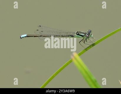 Östlicher Gabelschwanz (Ischnura verticalis) Insecta Stockfoto