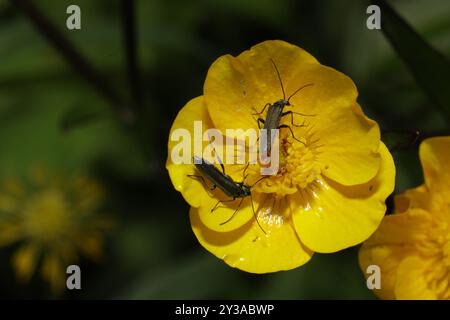 (Oedemera lurida) Insecta Stockfoto