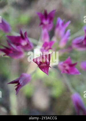 Zwiebel (Allium crispum) Plantae Stockfoto