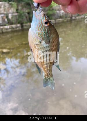 Longear Sunfish Complex (Lepomis megalotis) Actinopterygii Stockfoto