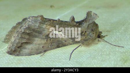 Gray Looper Moth (Rachiplusia ou) Insecta Stockfoto